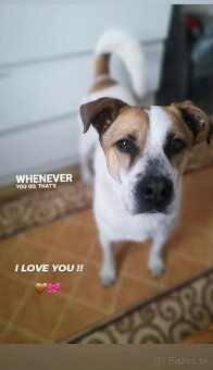 Darujem psíka Jack Russell teriér kríženec z stafordom - 5