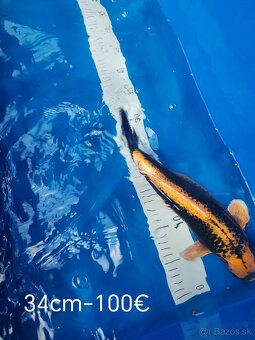 Koi kapor - 5