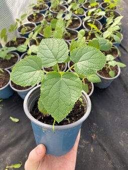 Paulownia Tomentosa rýchlorastúci strom - 5