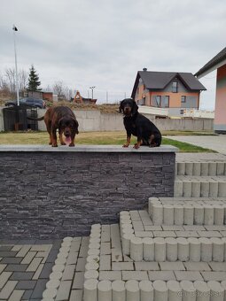 Štěňata Tatranský Ďurič - 5