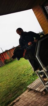 Box na výcvik psov - 5