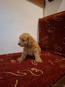 Pudel pudlik - 5