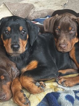 Doberman šteniatka - 5