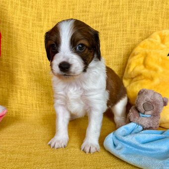 Šteniatka Kooikerhondje – Holandský vábič kačiek - 5