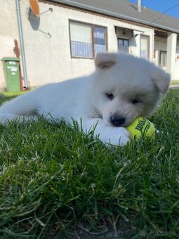 Akita Inu - 5