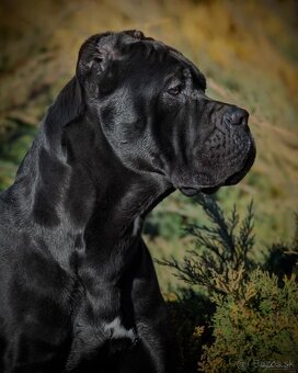 Kvalitné šteniatko Cane Corso - 5