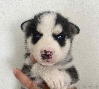 Šteniatka Husky ❤️ - 5