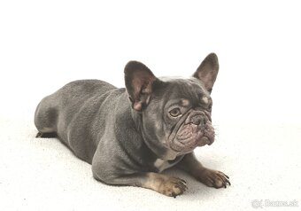 Francúzsky buldoček - 5