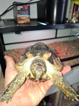 Predam korytnačku vrubenu - 5