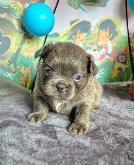 Fluffy francúzsky buldoček s PP - 5