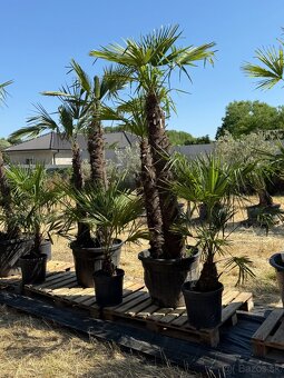 🌴 Predám  palmy Trachycarpus fortnei  🌴 - 5