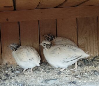 Kohuti prepelica japonska - 5