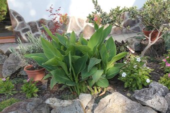 Kana indická - Canna indica - 5