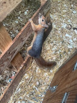 Sciurus anomalus veverička krátkouchá - 5