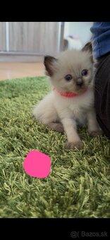 Mačiatka ragdoll - 5