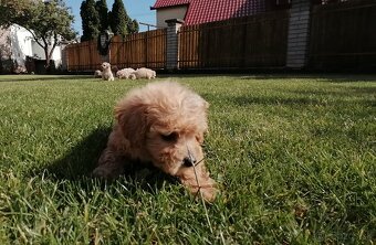 Predám šteniatka maltipoo - 5