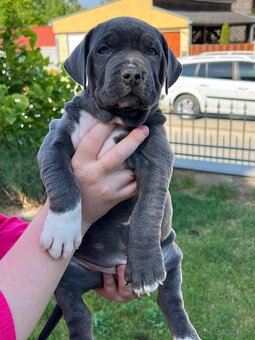 American bully xl s PP - 5