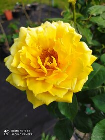 Ruže, rózsa, stromčekové ruže,  rózsafa - 5