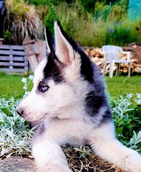 Sibirsky husky hasky - 5