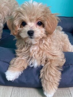Maltipoo - 5