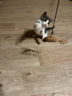 Darujem za veterinárne poplatky - 5