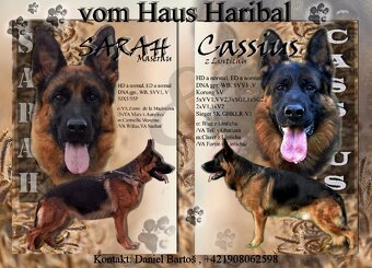 Nemecký ovčiak šteniatka s PP na predaj - 5