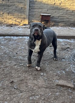 american bully s pp - 5