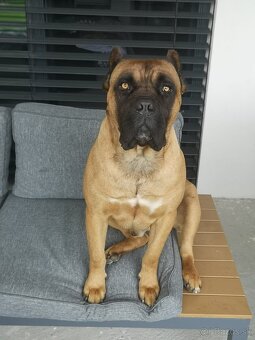 Cane Corso krytie - 5