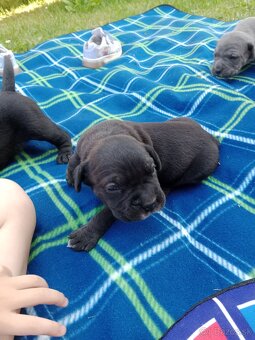 Cane Corso - 5