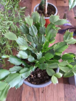 Predám izbové rastliny - 5