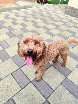 Trpasličí,trpazličí pudlík,pudel- DARUJEM - 5