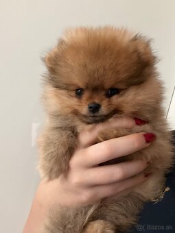 Pomeranian s PP - 5