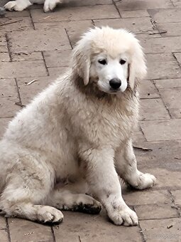 Slovenský čuvač - 5