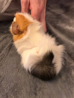 Morča-rozetové samček - 5