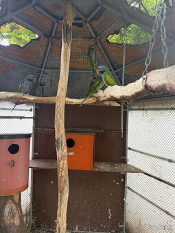 Alexander čínsky, Alexander veľký, Alexander červenohlavý - 5