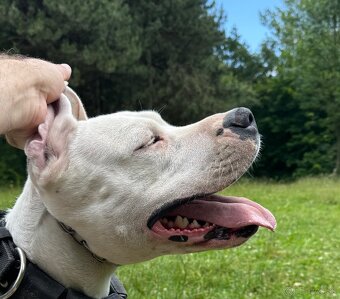 Argentínska doga štěňata, Dogo Argentino, REZERVACE - 5