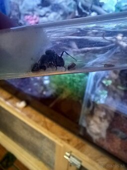 Kráľovny Messor Barbarus - 5