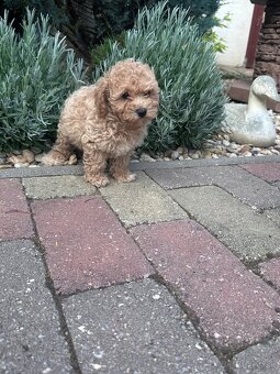 Maltipoo,pudel,maltezak,pudlik - 5