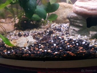 zabehnuté 54 litrové akvárium - 5