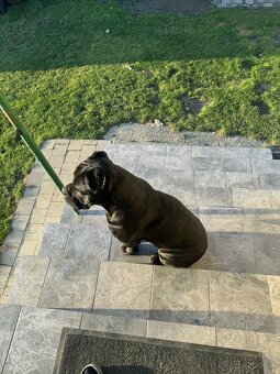 Cane Corso pes na krytie - 5