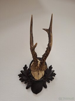Trofej parohy parožie srnec - 5