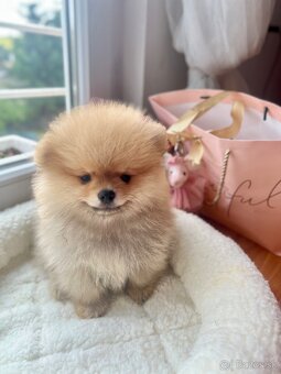 Pomeranian mini - 5