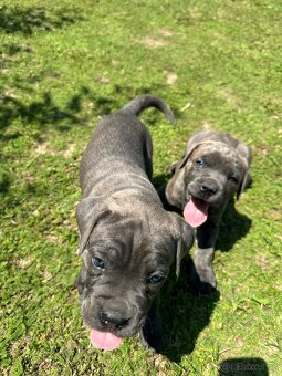 Cane corso - 5