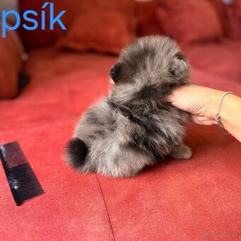 Pomeranian mini Boo - 5