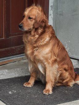 Predám šteniatka zlatý retriever - 5