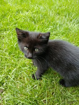 Darujeme maciatko - 5