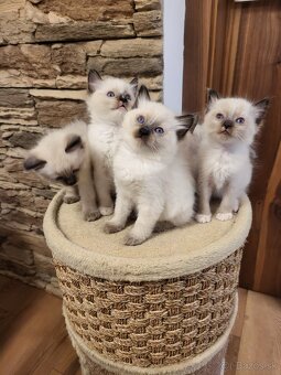 Predám mačiatka ( odber možný ihneď) - 5