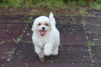 Maltipoo s doručením - 5