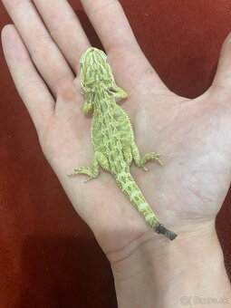 Agama Bradatá Mláďatá hypo + terárium na mieru - 5