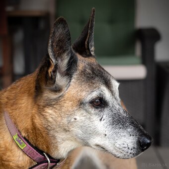 PREDÁM OLYMPUS ZUIKO ED 12-40 f/2,8 PRO MARK I. - 5